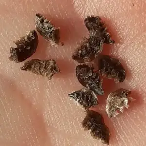 wolfsbane seeds
