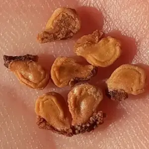 purple devil's trumpet seeds