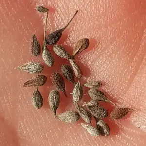 Graines d'herbe aux sorcières