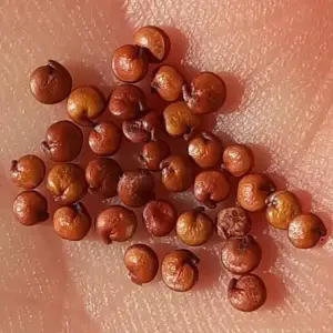 Red quinoa seeds