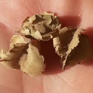 semillas de sakae naa