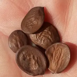 orchid tree seeds