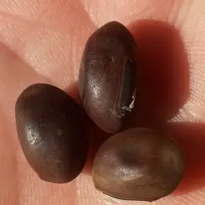 graines de pois sabre