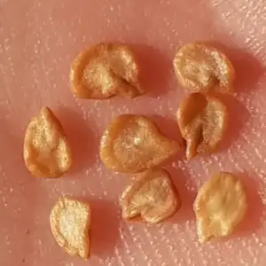 bird eye chili seeds