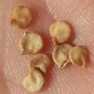 bishops crown pepper seeds