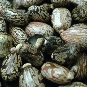 Ricinus communis seeds Castor bean for sale