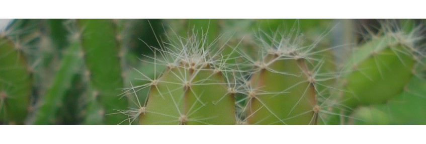 Semillas de cactus, plantas crasas