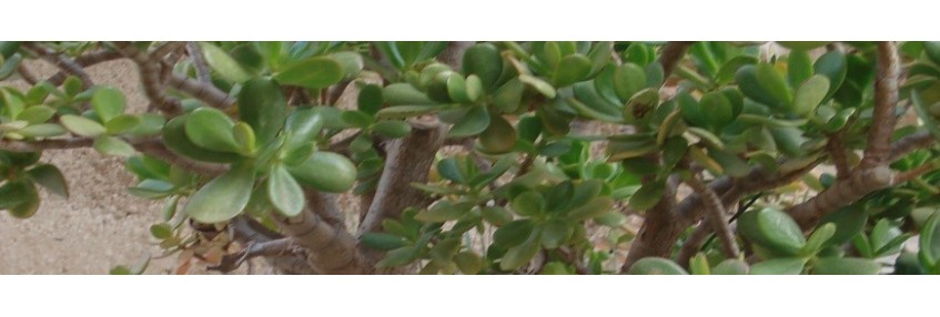 Semillas y plantas para bonsái