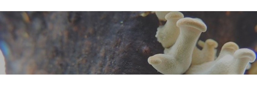 Mycéliums de champignons