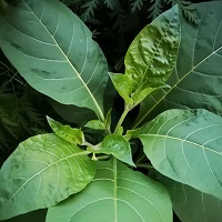 feuilles de belladone vertes