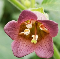 fleur de belladone violette en forme de cloche