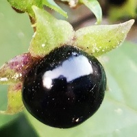 Baie de belladone noire et brillante