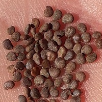 semences de belladone marron et rondes