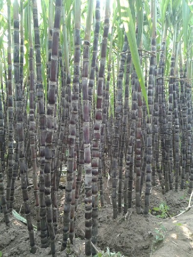 graines de canne à sucre germées