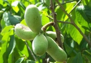 fruits contenant les graines du paw-paw