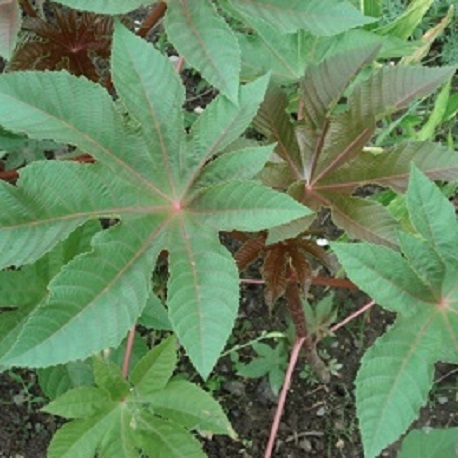 feuillage du ricin