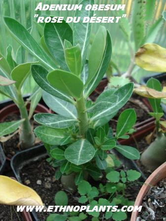 Rose du désert, Faux baobab, Adenium obesum : planter, cultiver
