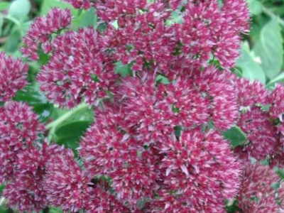 Top: 10 plantes résistantes à la sécheresse pour un jardin économe en eau