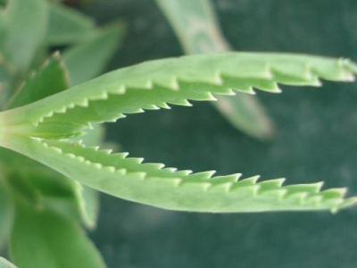 Les 5 plantes super faciles à cultiver avec les enfants