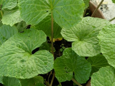 5 plantes culinaires Asiatiques à cultiver à la maison