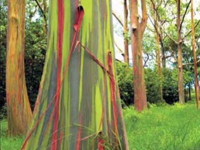 Top 10 des plantes les plus étranges et fascinantes du monde