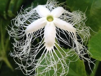Les 10 plus belles fleurs insolites à cultiver dans votre jardin