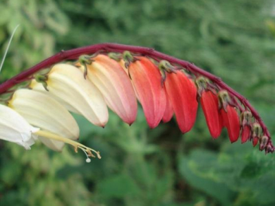 8 Magnifiques Plantes Grimpantes à Découvrir pour Métamorphoser Votre Jardin